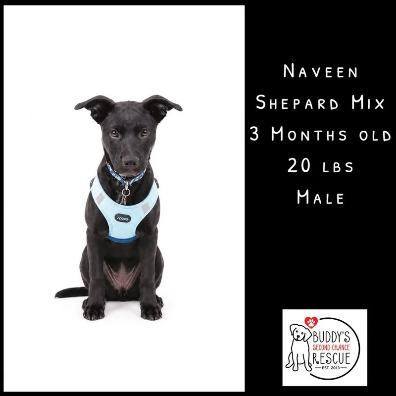 Naveen thumbnail 3