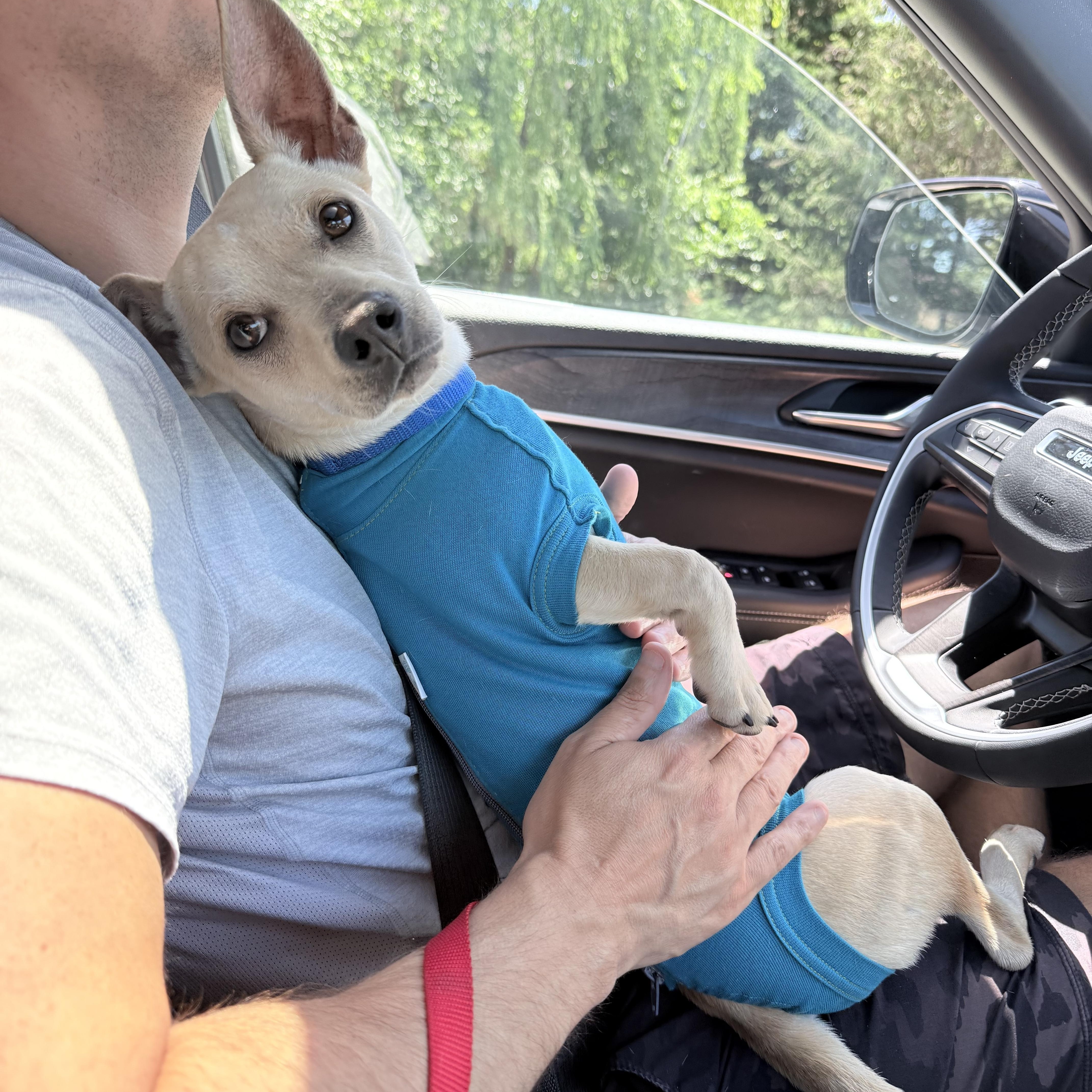 A young small-sized male Yellow / Tan / Blond / Fawn Chihuahua dog named Hawk for adoption in Fairfax, VA