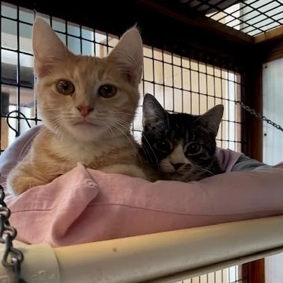A baby medium-sized male Tabby (Brown / Chocolate) Domestic Short Hair cat named Tator & Tot for adoption in Braintree, MA