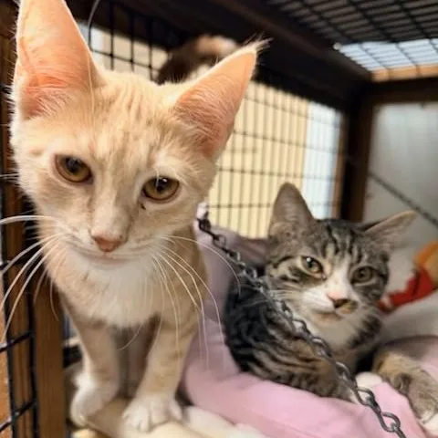 Tator & Tot thumbnail 5