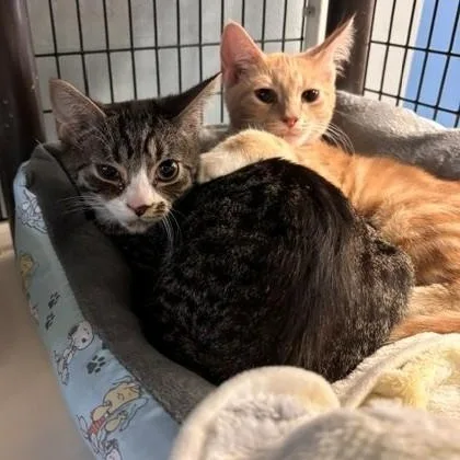 Tator & Tot thumbnail 6