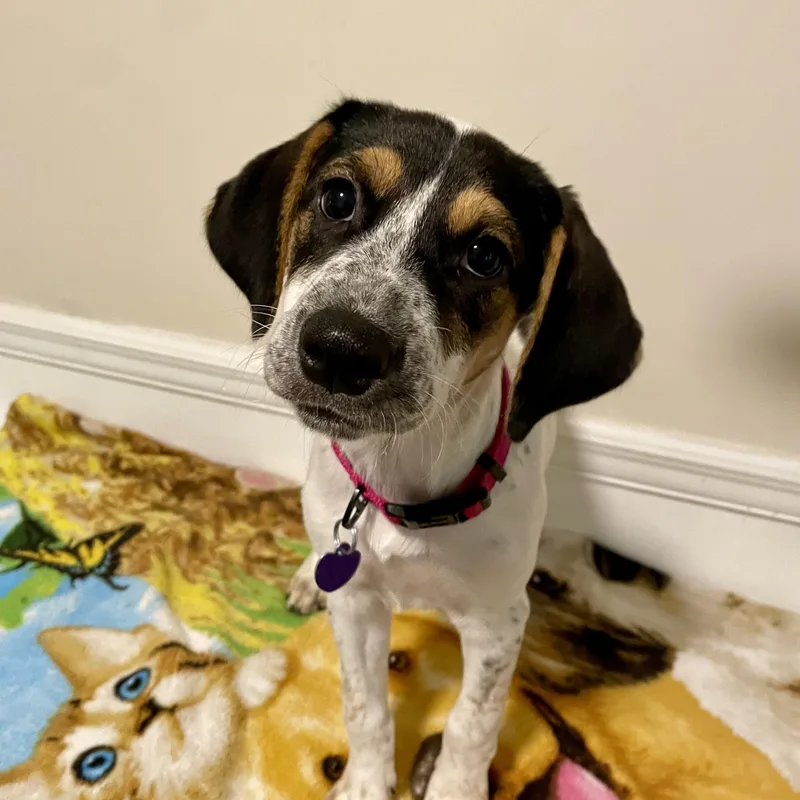 A baby large-sized female Treeing Walker Coonhound dog named Noelle for adoption in MADISON, AL