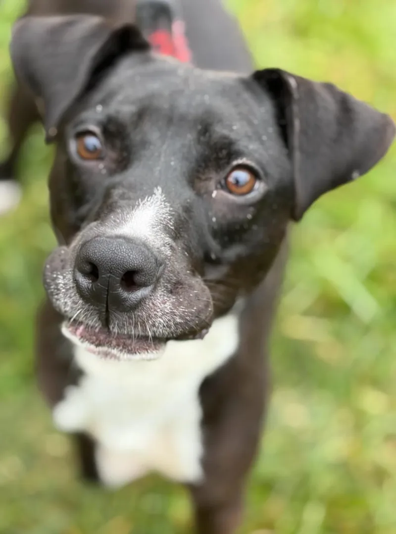 A young small-sized male Black Mixed Breed dog named Bart for adoption in Hazard, KY