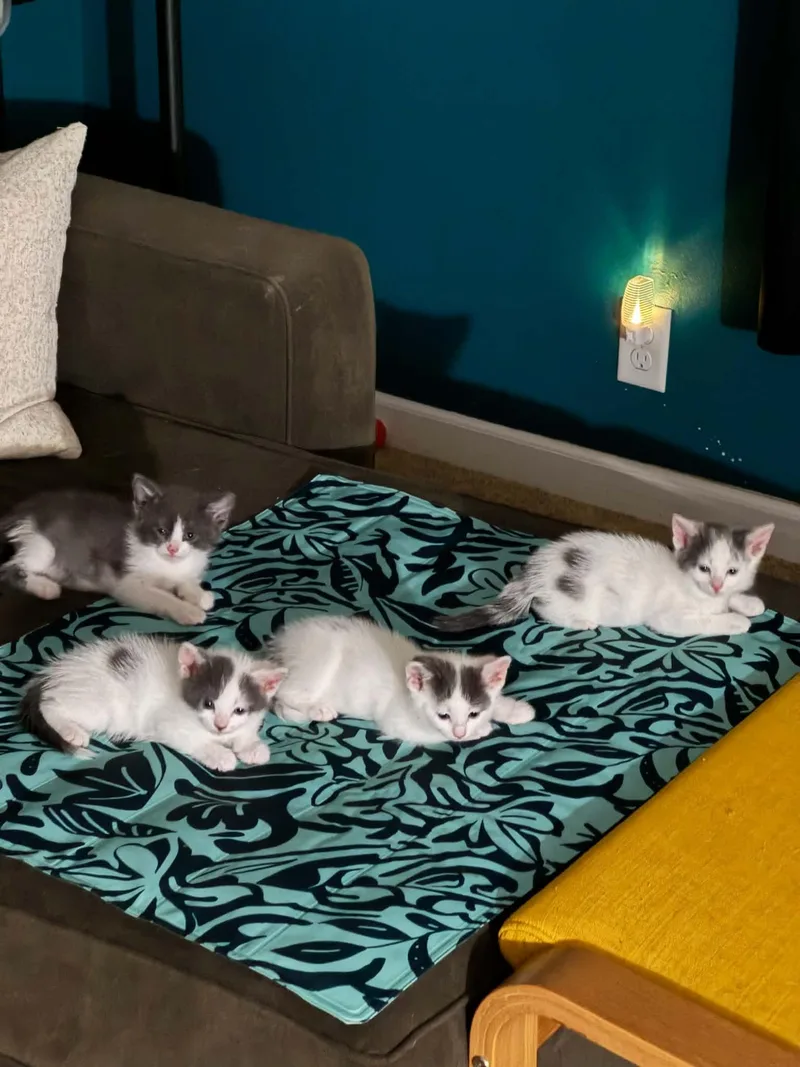 A baby small-sized male Domestic Short Hair cat named Oreo for adoption in Milwaukee, WI