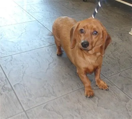 An adult small-sized male Dachshund dog named Caramelo for adoption in Los Angeles, CA