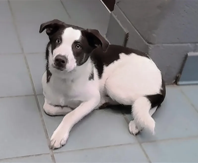 A young medium-sized female Brown / Chocolate Mixed Breed dog named Doodle for adoption in Nashville, TN
