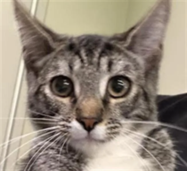 A young small-sized male Domestic Short Hair cat named Lili for adoption in Los Angeles, CA
