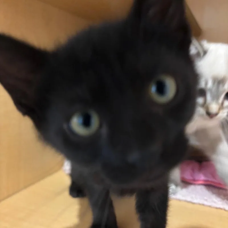 A baby small-sized male Black Domestic Short Hair cat named Oven for adoption in Washington Township, OH
