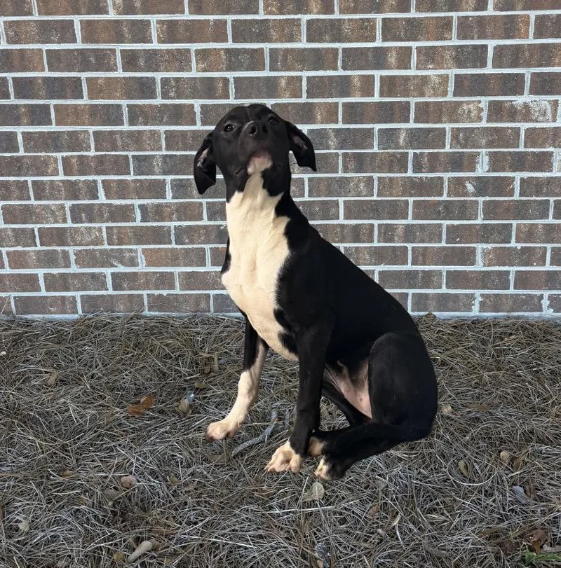 A young medium-sized female Mixed Breed dog named Fawks for adoption in Elizabethtown, NC