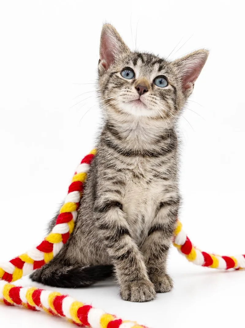 A baby small-sized male Tabby (Leopard / Spotted) Tabby cat named Milo is a marvelous for adoption in Bedford Hills, NY