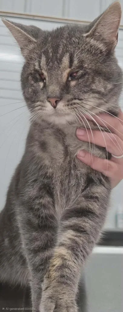 A young medium-sized male Domestic Short Hair cat named Stevie for adoption in Hillsdale, IN