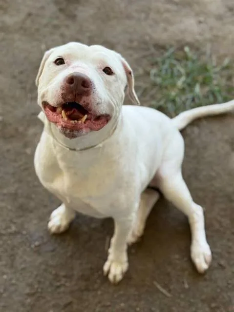 An adult large-sized female Pit Bull Terrier dog named Winter for adoption in Riverside, CA