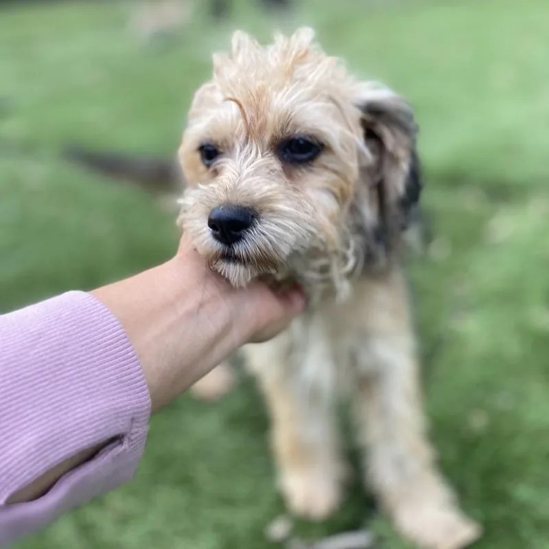 A baby small-sized female Brown / Chocolate Standard Poodle dog named Chloe for adoption in Escondido, CA