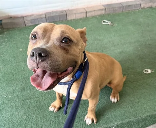 An adult large-sized female Pit Bull Terrier dog named Hazel for adoption in Baldwin Park, CA