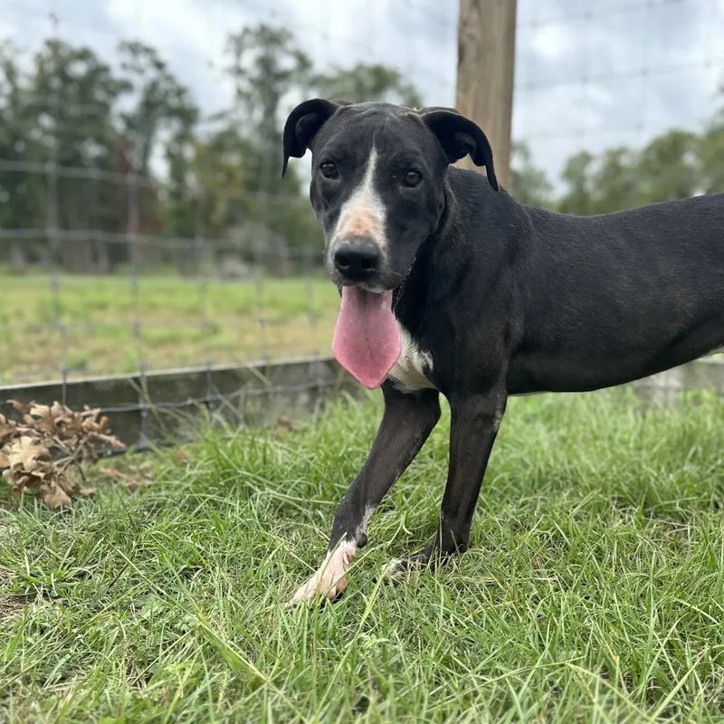 Penelope thumbnail 2