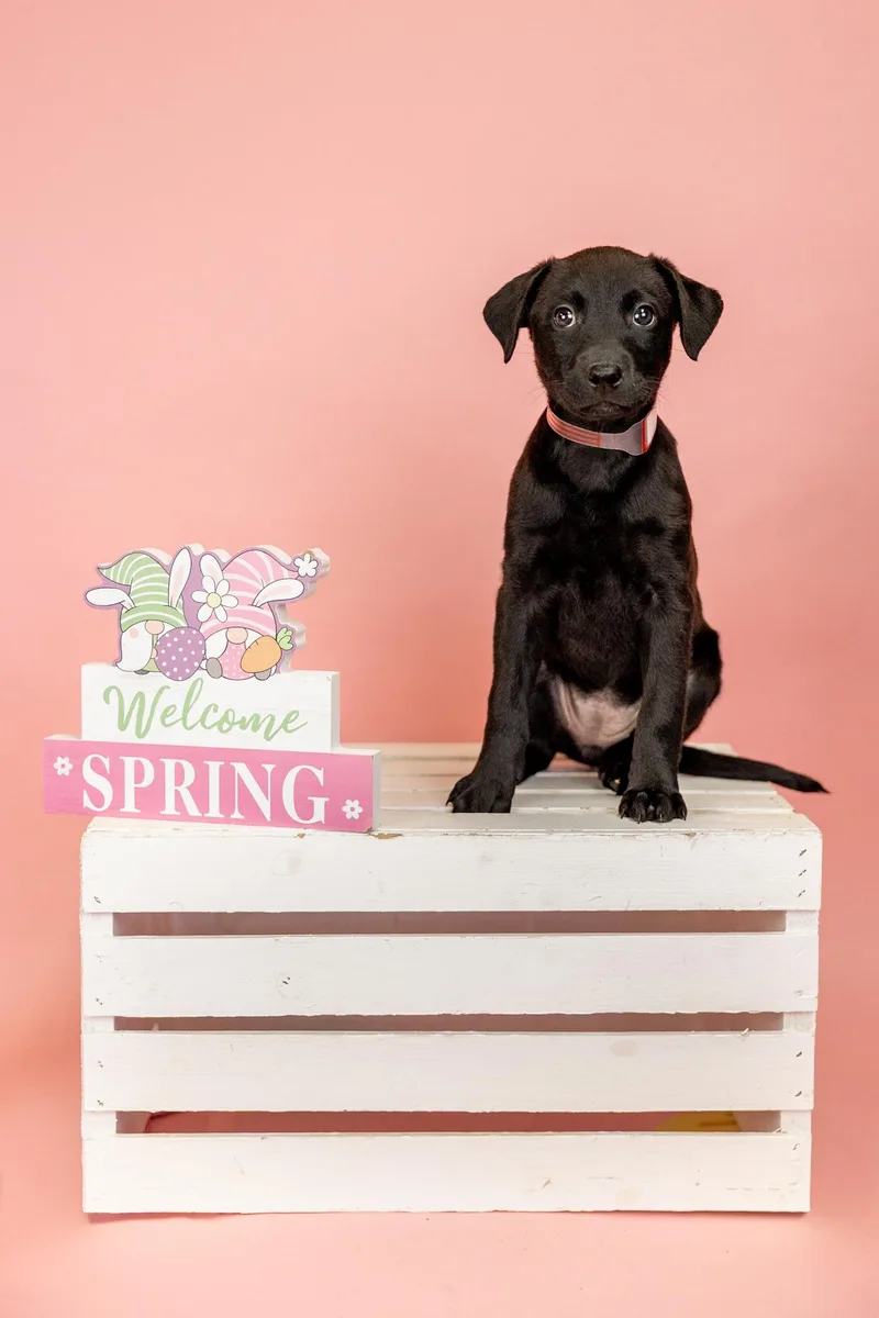 A baby medium-sized female Pit Bull Terrier dog named 256-26 for adoption in Brighton, CO