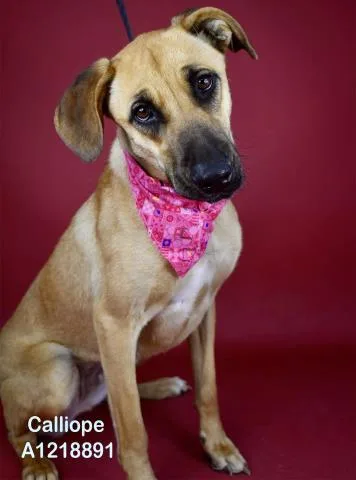 A young large-sized female Yellow / Tan / Blond / Fawn Shepherd dog named Calliope for adoption in Thousand Oaks, CA