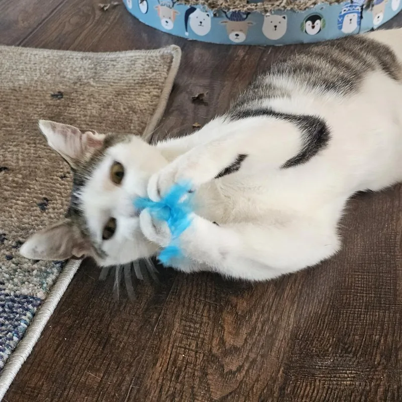 A young small-sized male White Domestic Short Hair cat named Zero for adoption in Danville, IL