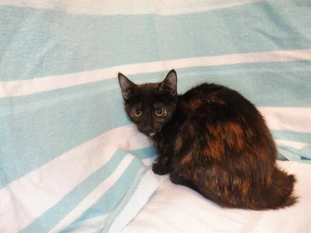 A baby small-sized female Domestic Short Hair cat named Tootie for adoption in San Jose, CA