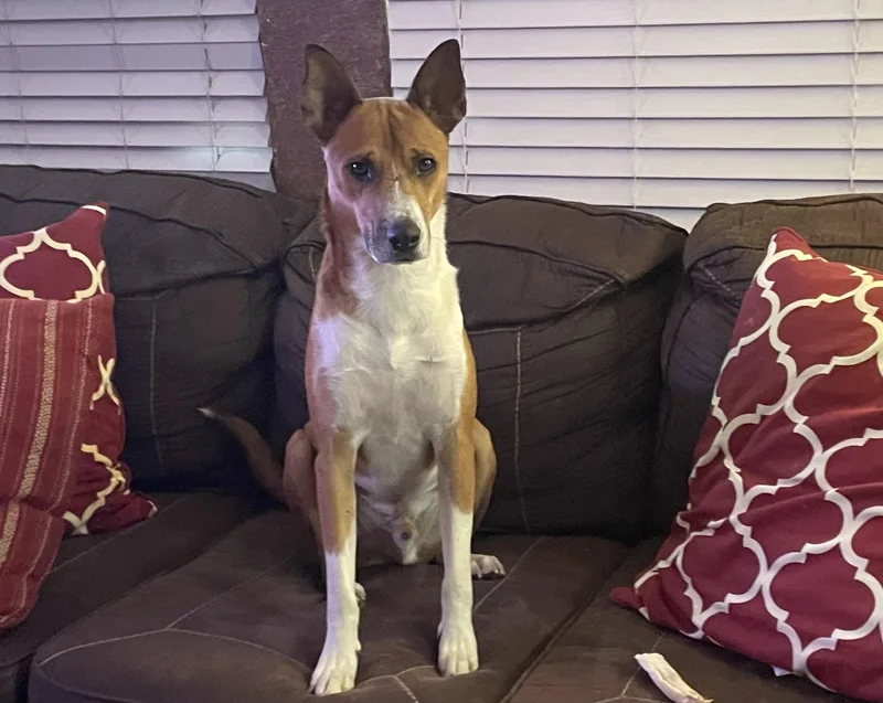 An adult medium-sized male English Pointer dog named Cooper for adoption in Richmond, TX