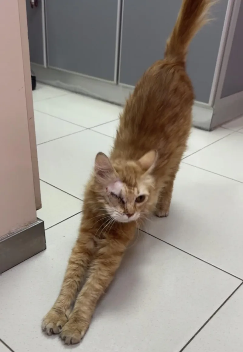 A young small-sized female Orange & White Domestic Medium Hair cat named Ravioli Sa Petite Pirate for adoption in New York, NY