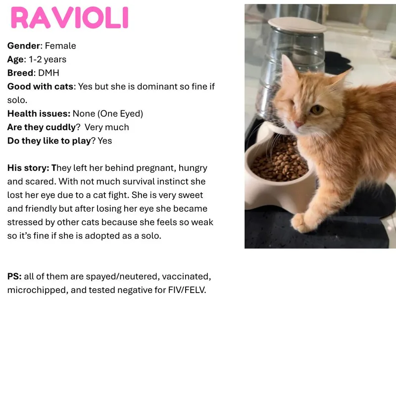 Ravioli Sa Petite Pirate thumbnail 2