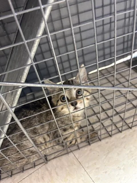 A baby small-sized female Domestic Short Hair cat named Rowdy for adoption in Sugar Land, TX