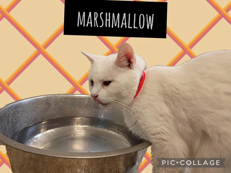 An adult medium-sized female Domestic Short Hair cat named Marshmallow for adoption in Muncie, IN