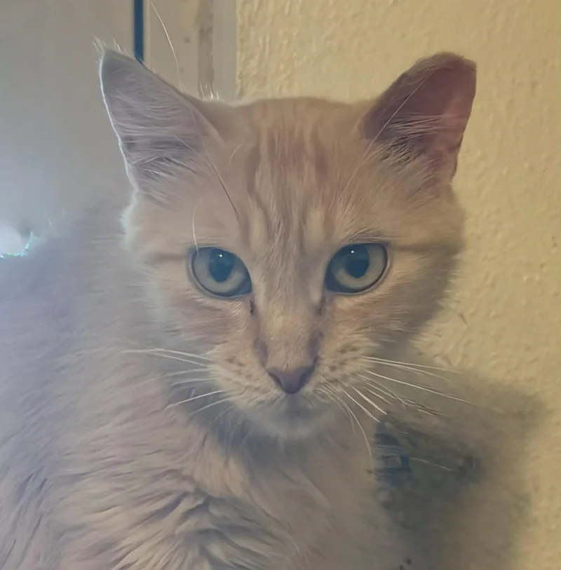 An adult large-sized female Tabby cat named Luce for adoption in Las Cruces, NM