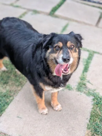 An adult large-sized female Australian Shepherd dog named Roxy for adoption in Mansfield, TX