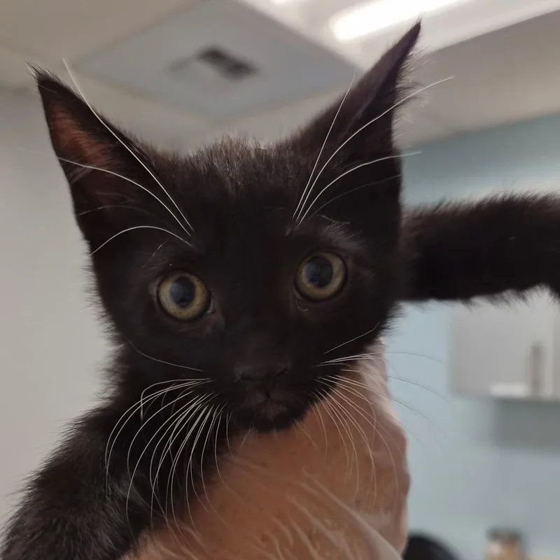 A baby small-sized female Black Domestic Short Hair cat named Cat for adoption in Jacksonville, FL