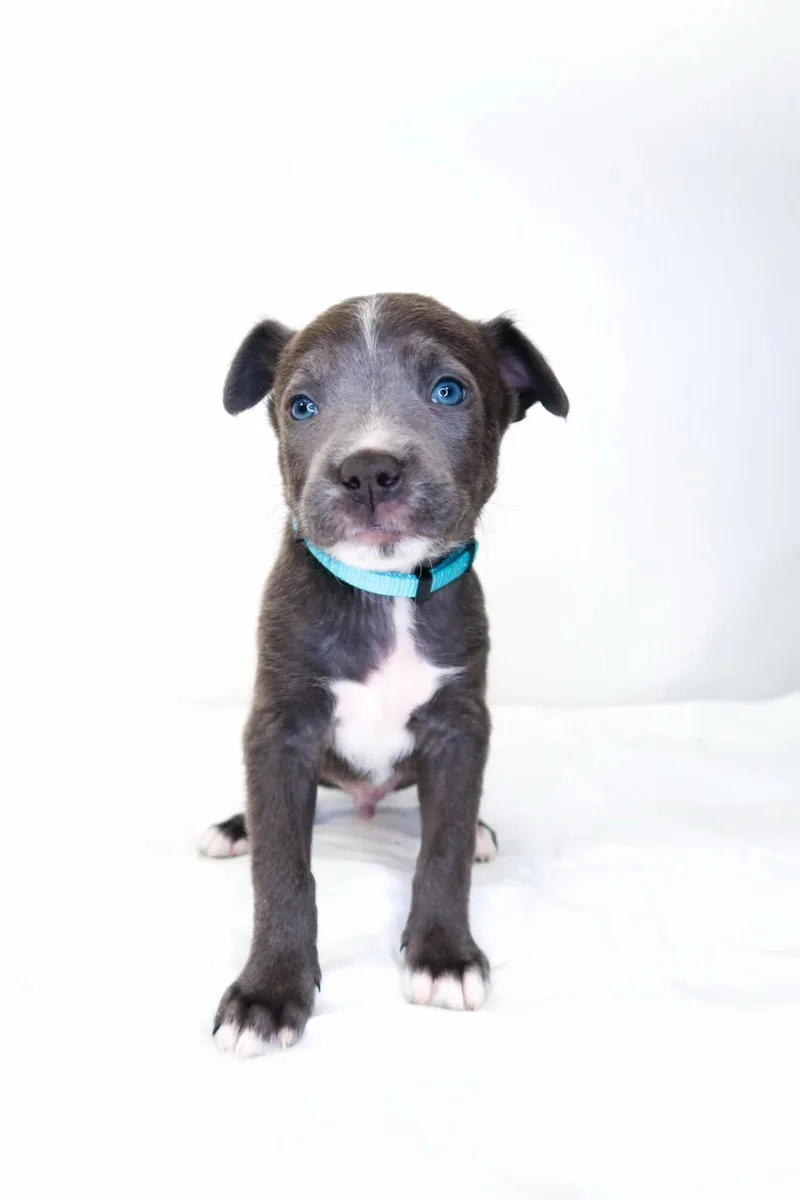 A baby medium-sized male Gray / Blue / Silver Shepherd dog named Cap'n Crunch for adoption in Bixby, OK