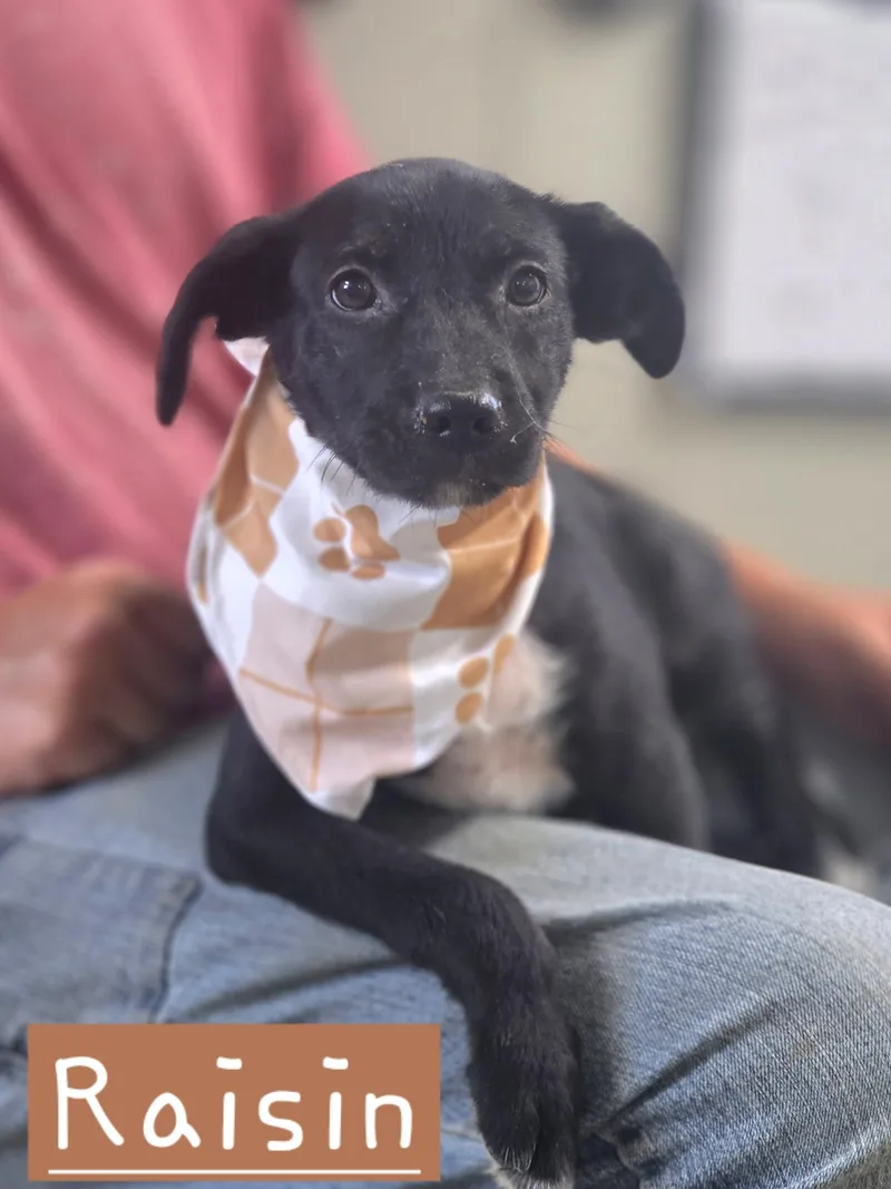 A baby medium-sized male English Pointer dog named Raisin for adoption in Walthill, NE