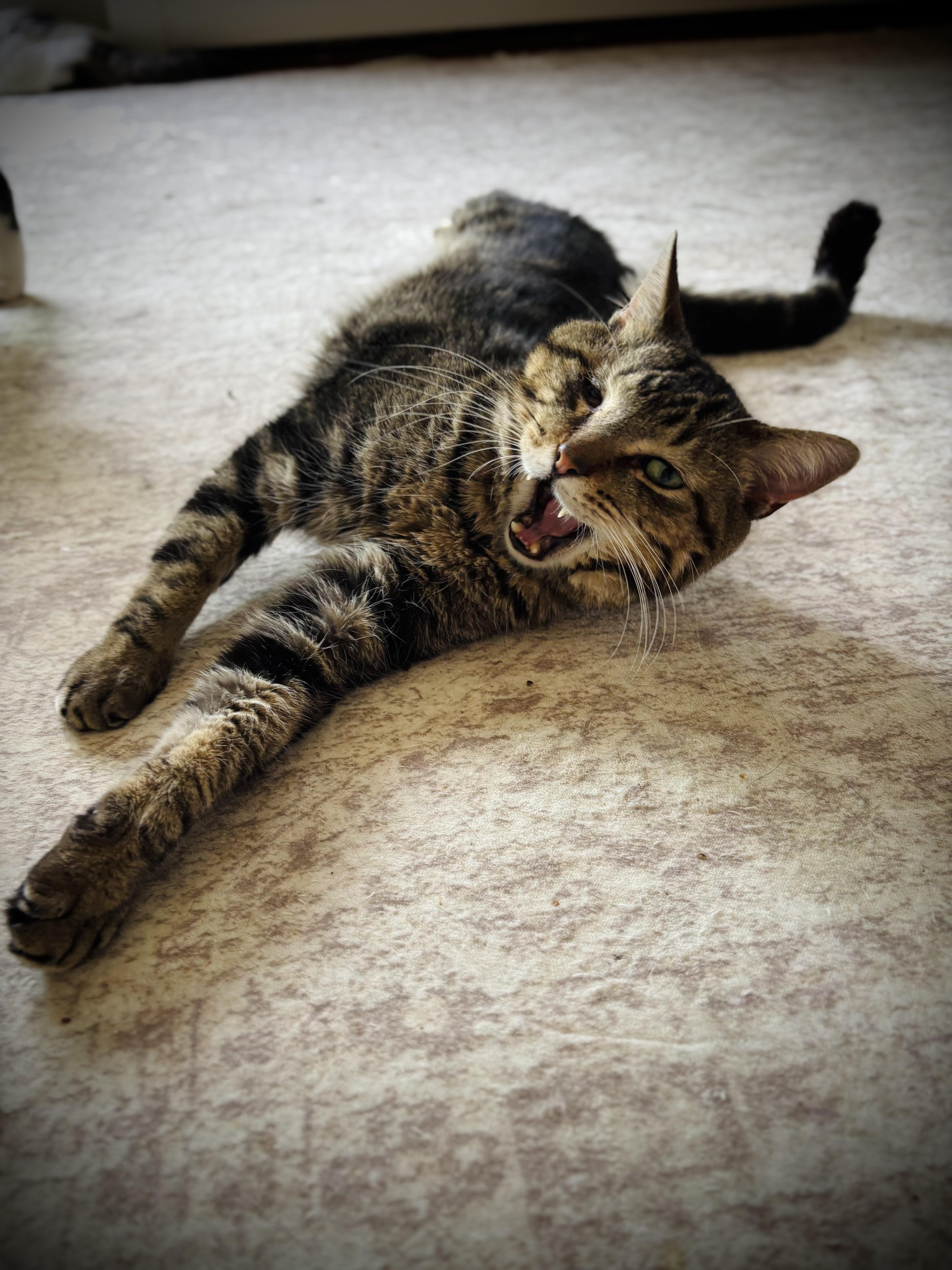 A young medium-sized male Tabby (Brown / Chocolate) Domestic Short Hair cat named Virgil for adoption in Buffalo, NY