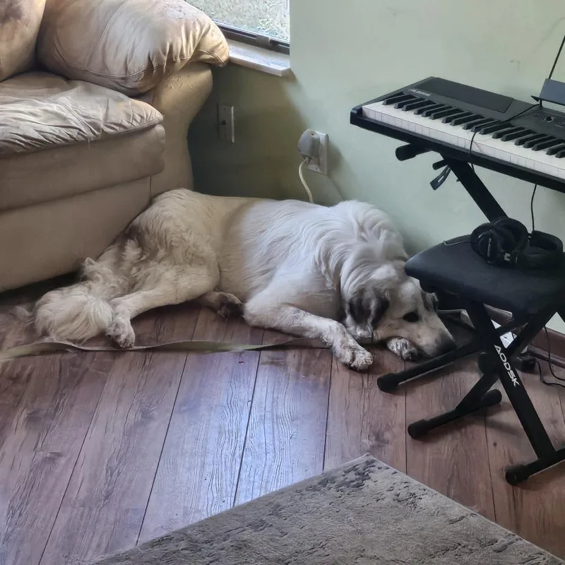 An adult large-sized female Great Pyrenees dog named Dolly for adoption in Freeport, FL
