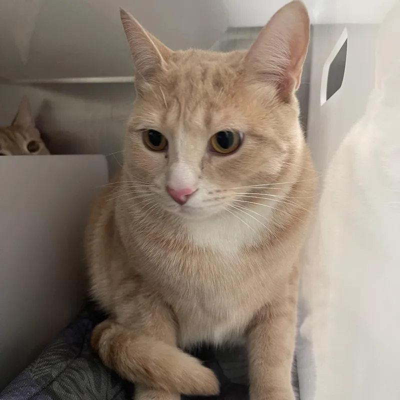 A young large-sized male Domestic Short Hair cat named Gusteau for adoption in Los Angeles, CA