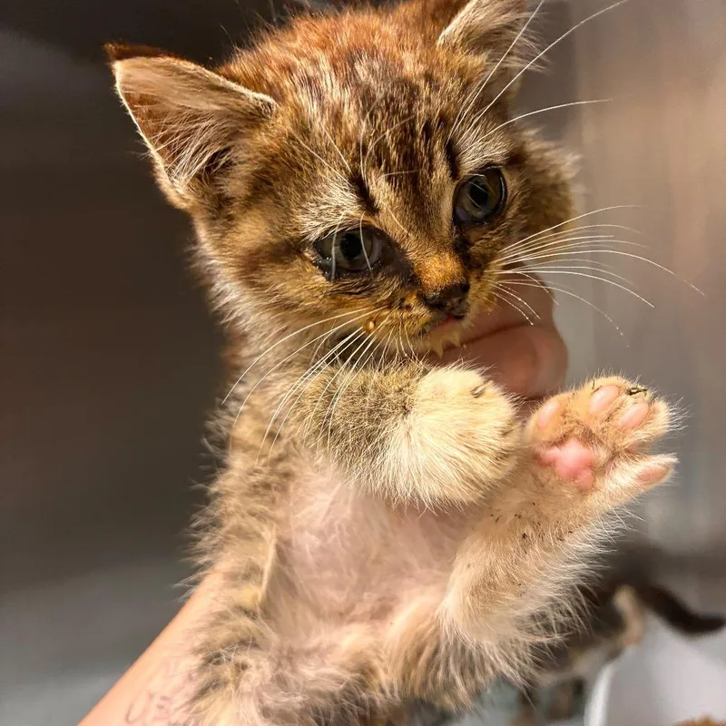 A baby small-sized female Brown / Chocolate Domestic Medium Hair cat named Hop for adoption in Gadsden, AL