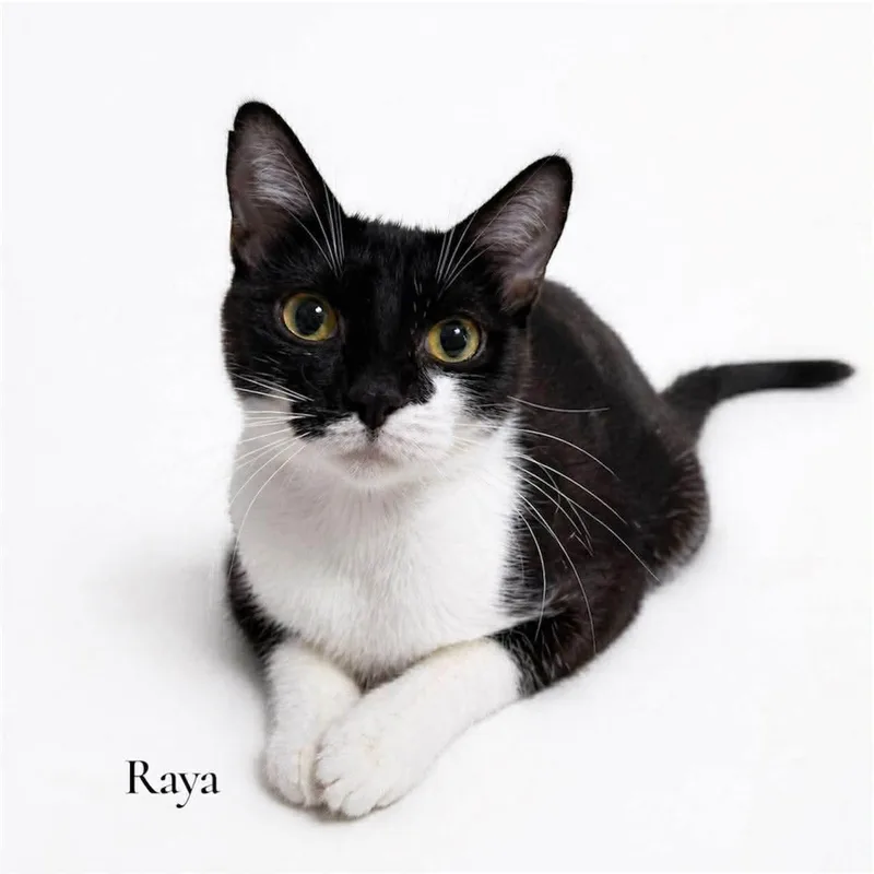 A young medium-sized female Black Domestic Short Hair cat named Raya for adoption in Stevensville, MI