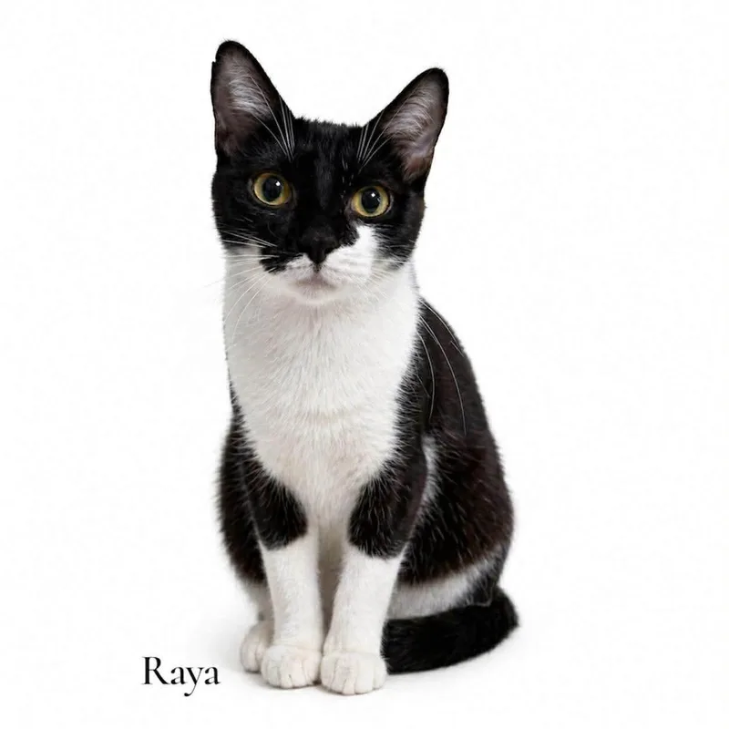 Raya thumbnail 2
