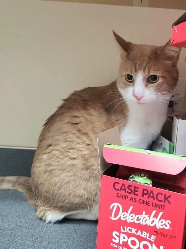 An adult medium-sized male Domestic Short Hair cat named Falcon for adoption in Kennewick, WA