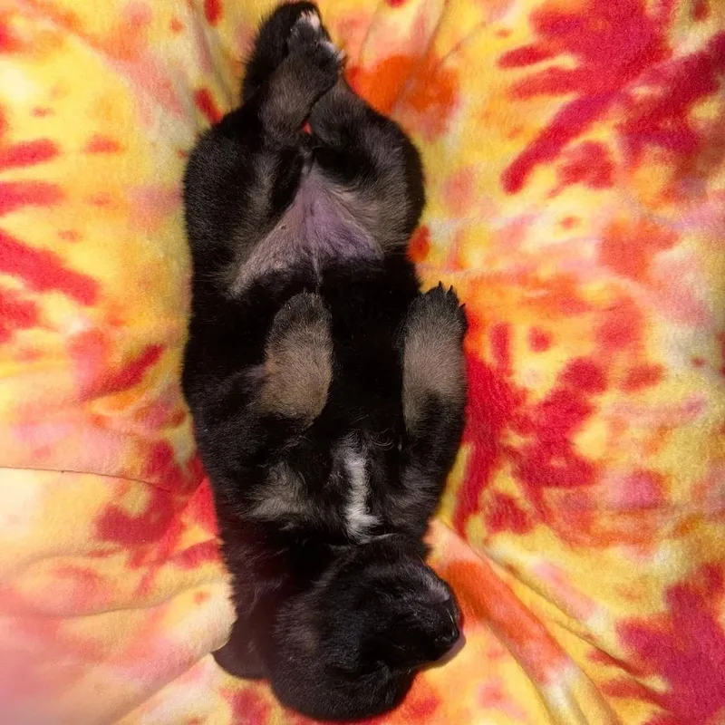 Beignet Mardi C thumbnail 2