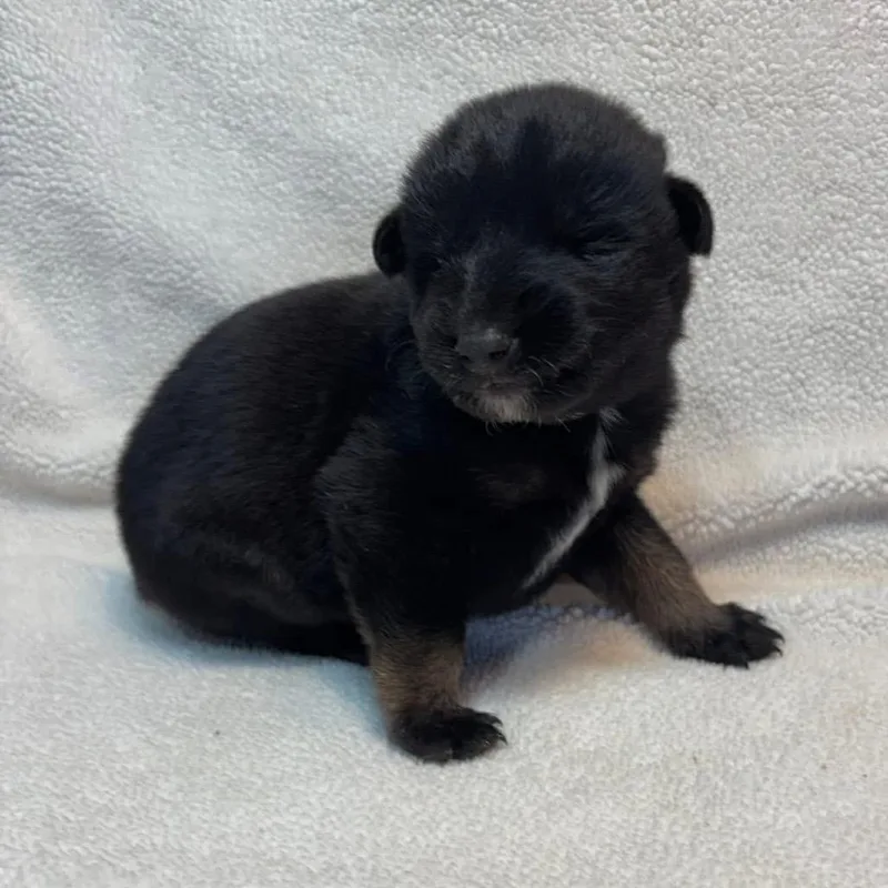 Beignet Mardi C thumbnail 3