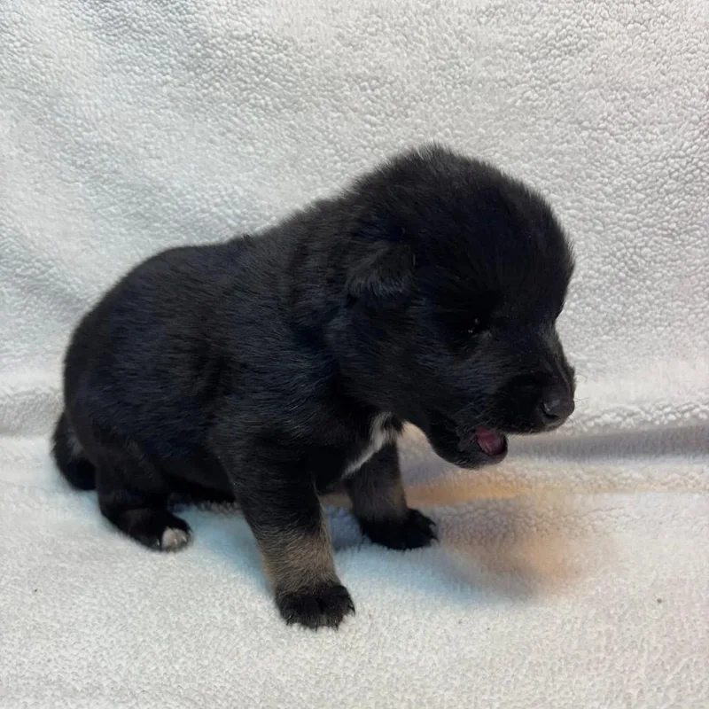 Beignet Mardi C thumbnail 4