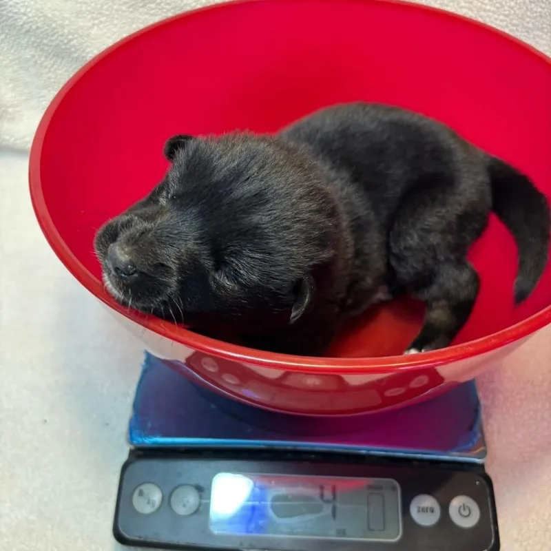 Beignet Mardi C thumbnail 5