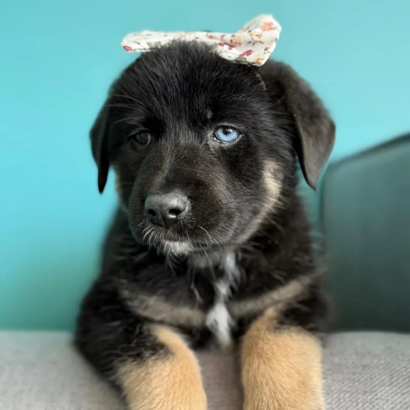 Beignet Mardi C thumbnail 6