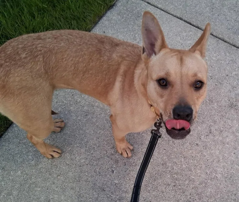 A young medium-sized female Brown / Chocolate Mixed Breed dog named Britney Spears for adoption in Lansing, MI