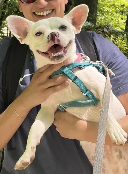 An adult small-sized female Mixed Breed dog named Willoma for adoption in West Chester, PA