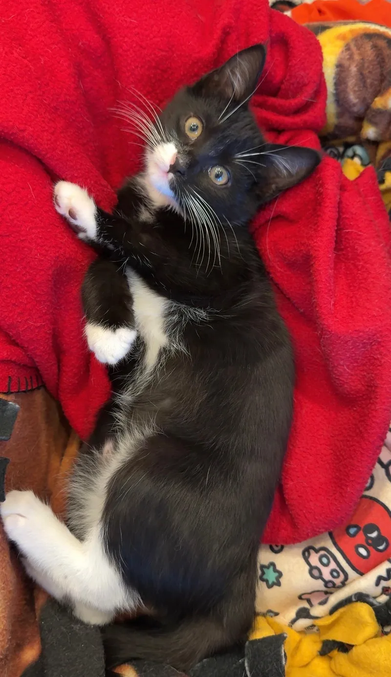 A baby medium-sized male Black & White / Tuxedo Domestic Short Hair cat named Kale for adoption in Blaine, MN