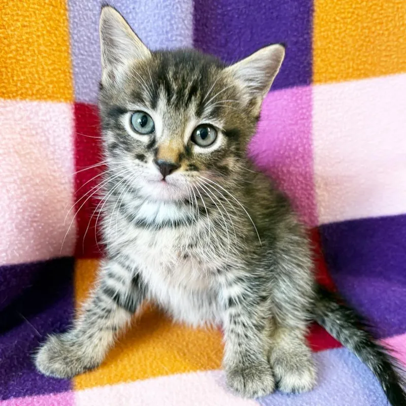 A baby small-sized male Brown / Chocolate Domestic Short Hair cat named Roman for adoption in Mount Juliet, TN