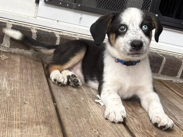 A baby large-sized male Australian Shepherd dog named Whit for adoption in Newport, KY